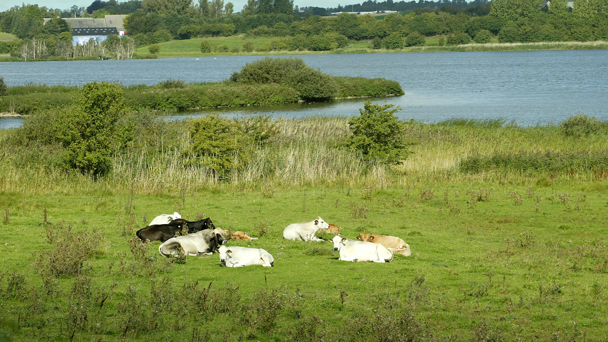 Kühe auf einer grünen Wiese am Selsø See mit Schilf und Wasser im Hintergrund.
