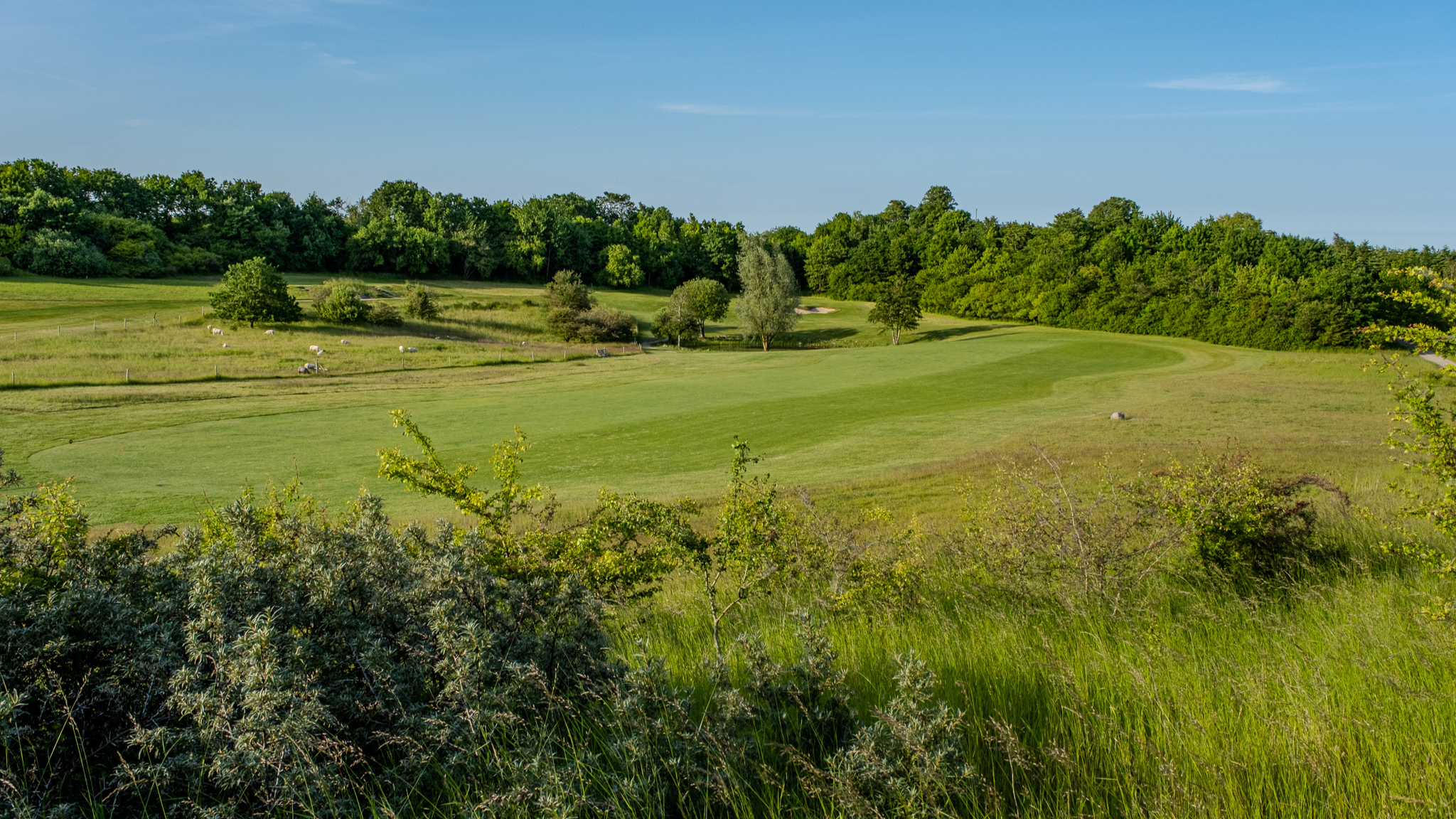Green with bunkers and lush surroundings at Hedeland Golf Club.