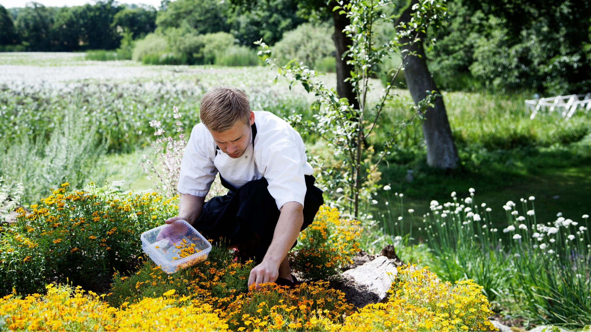 Chef from Herthadalen picking flowers and herbs in the garden by the lake.