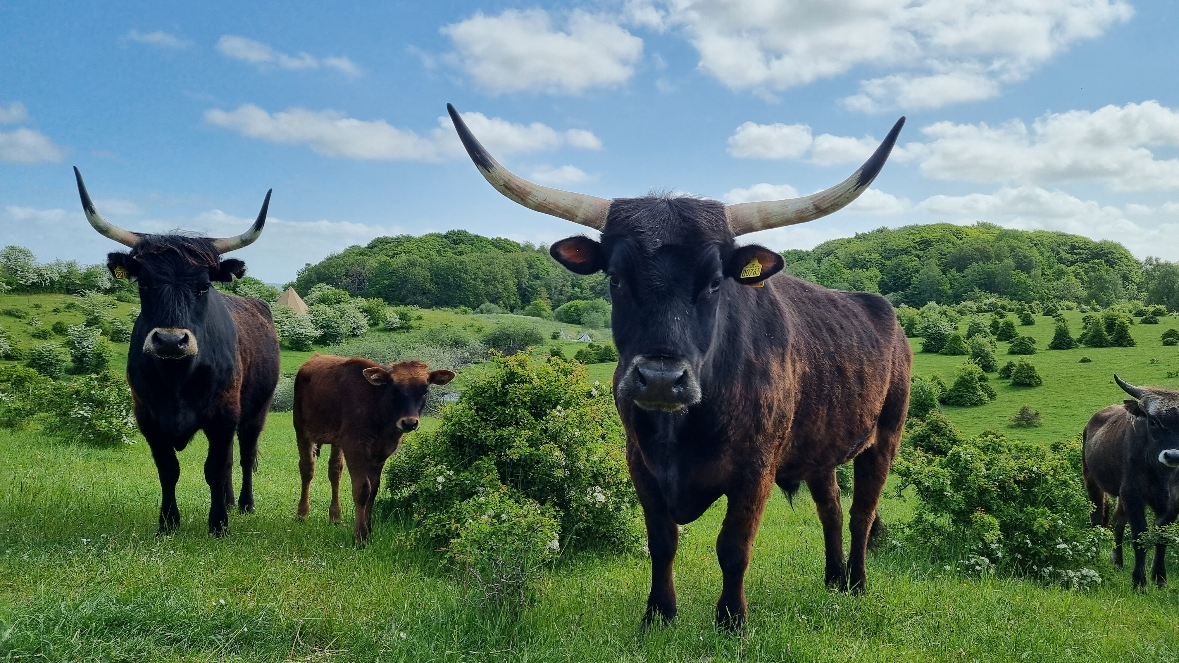 Large horned cattle grazing in the landscape at Sagnlandet Lejre.