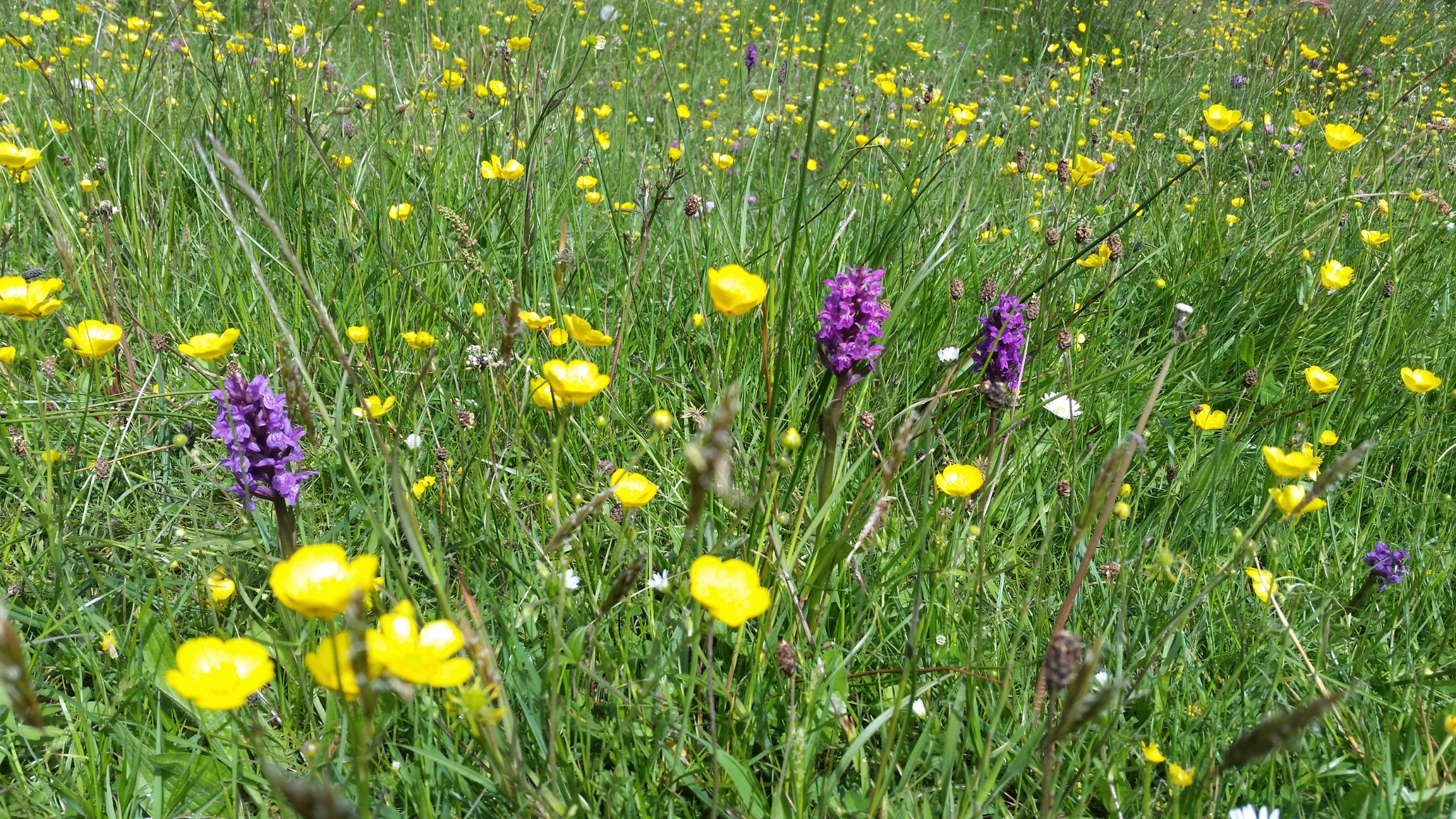 Blomstrende eng med orkidéer og smørblomster