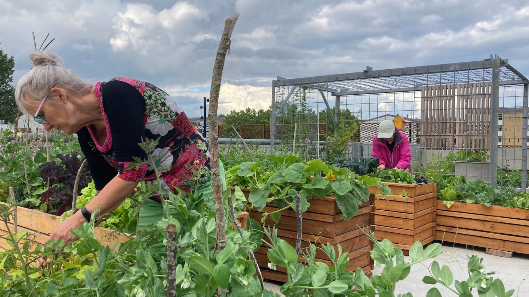 People working among vegetable beds in a community garden at Musicon