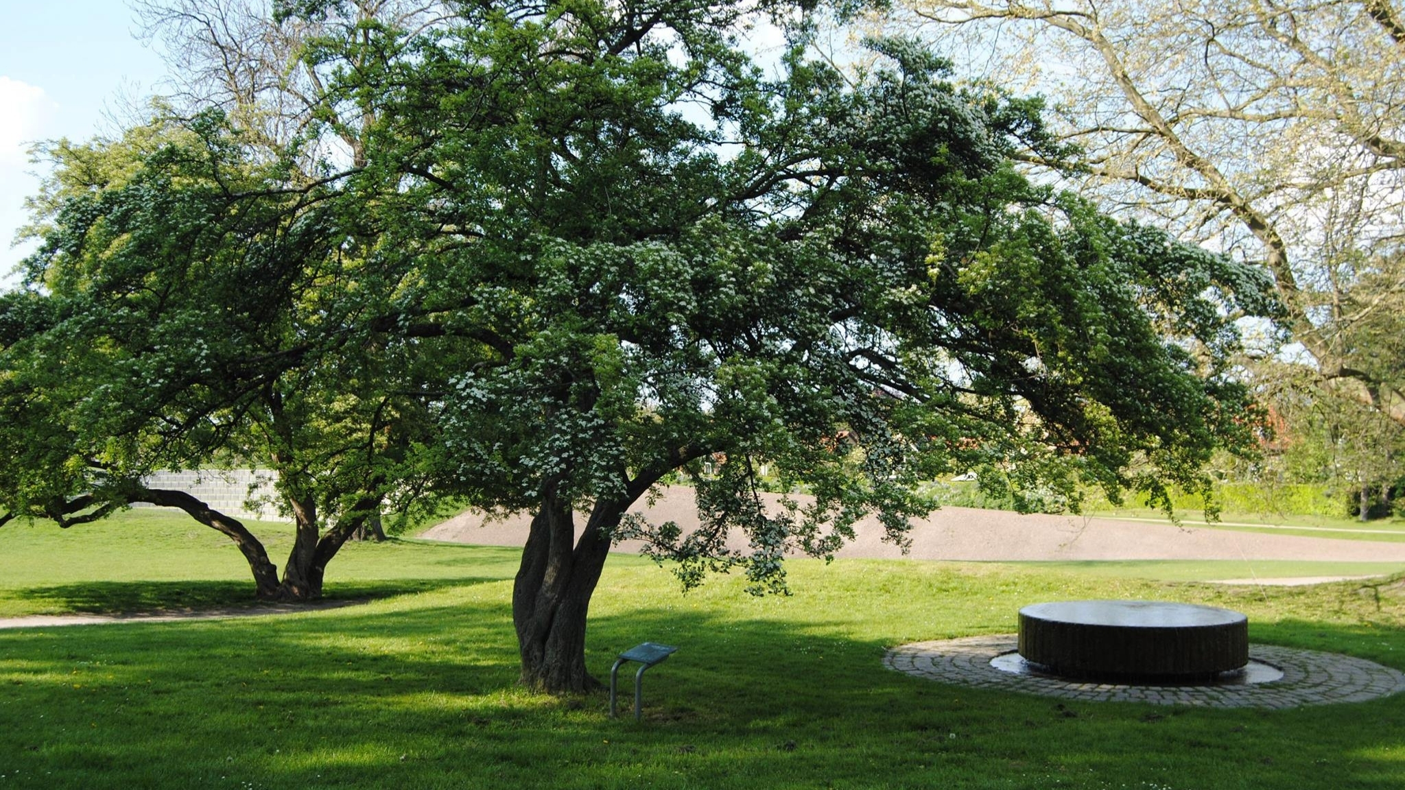 Green park area with a large flowering tree, lawn and circular feature.