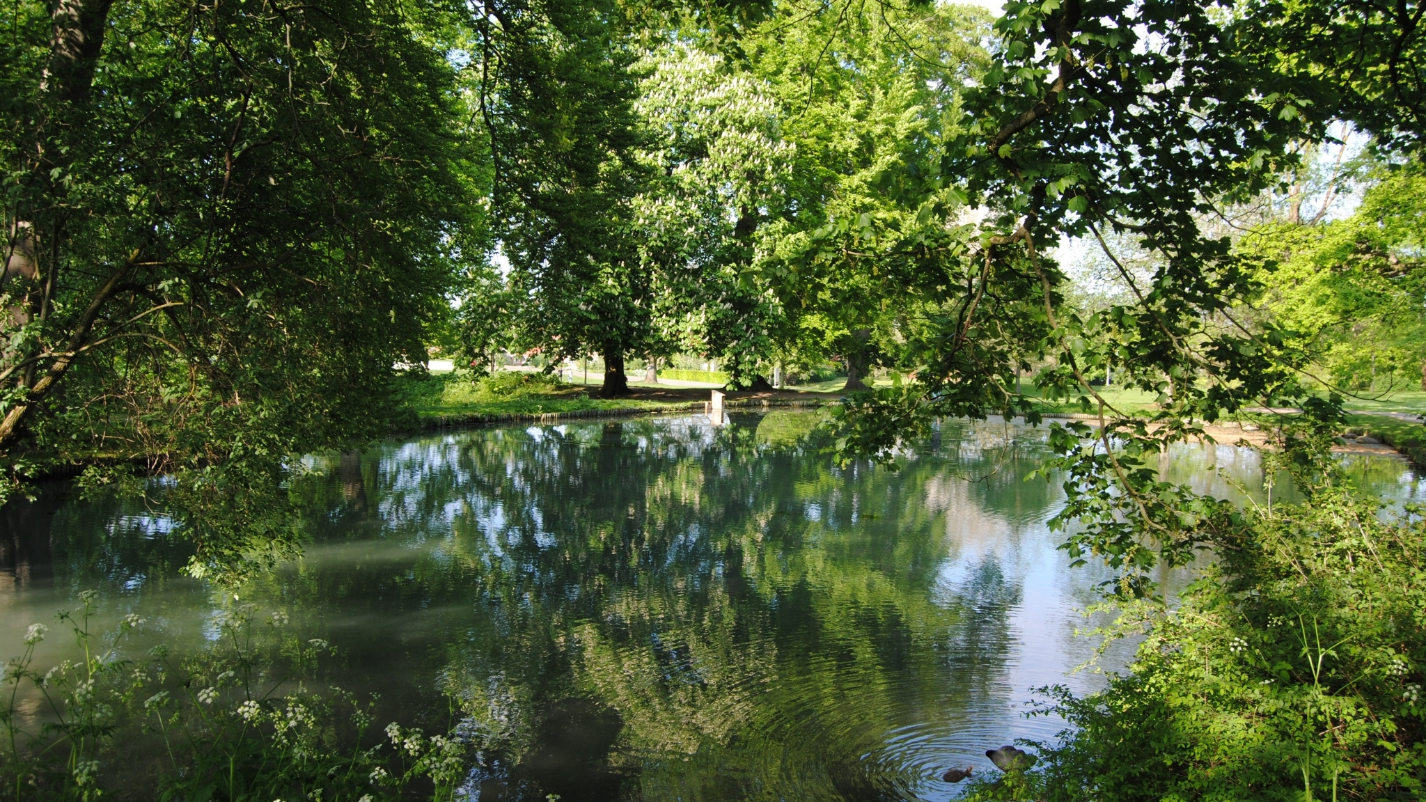Park lake surrounded by green trees with reflections in the calm water.