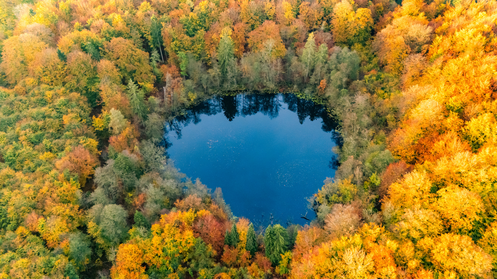 Luftfoto af Avnsø omgivet af tæt skov i gule, orange og grønne efterårsfarver