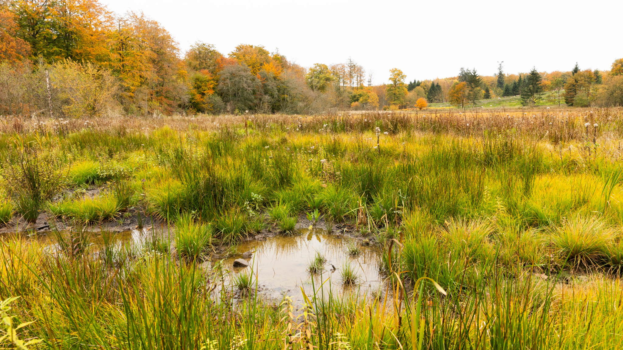 Vådområde i Lerbjerg Skov omgivet af græsser og skov i efterårsfarver.