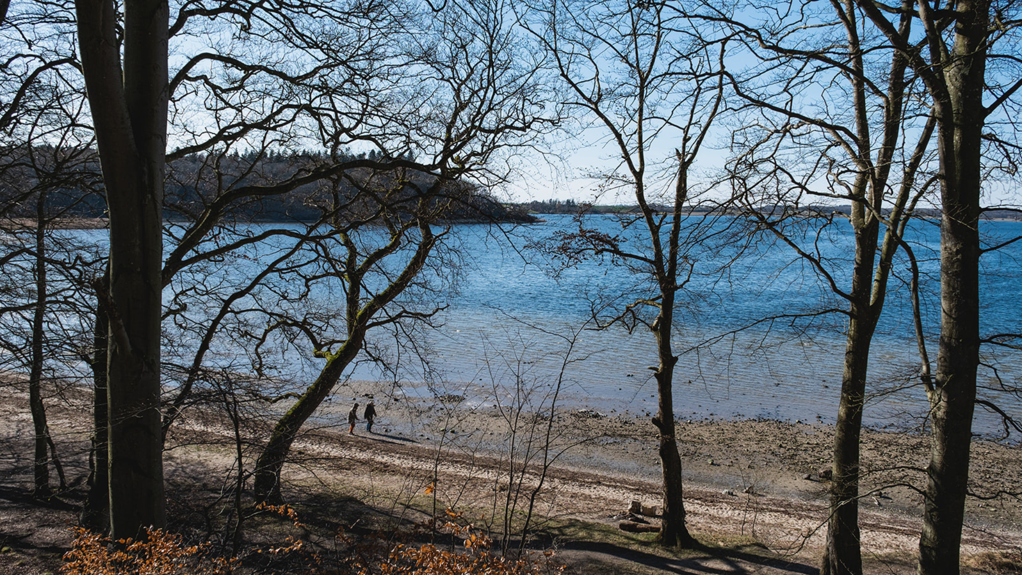 Udsigt fra Boserup Skov gennem træerne mod stranden og Roskilde Fjord.