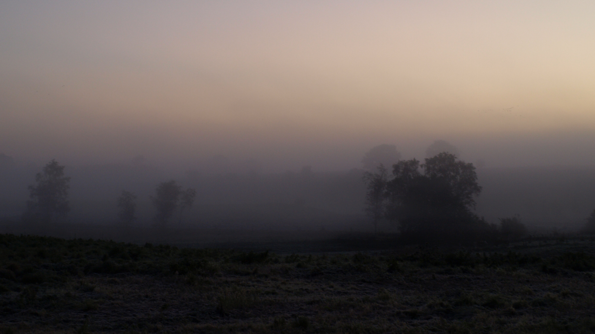 Misty landscape at Vølvens Værksted and Lejre Museum with trees and open fields.