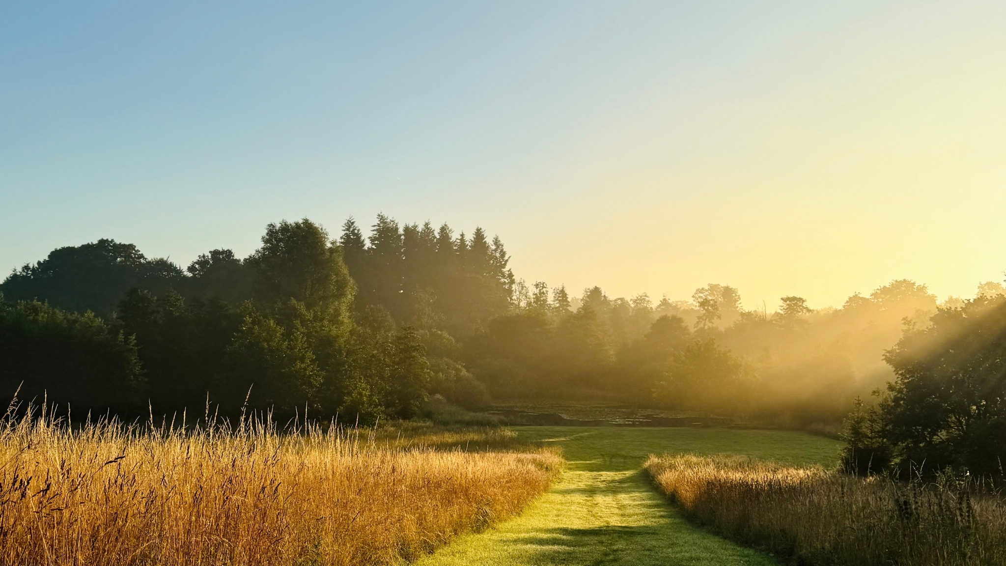 Green path through tall grass in a natural landscape with morning sunlight and light mist among the trees.