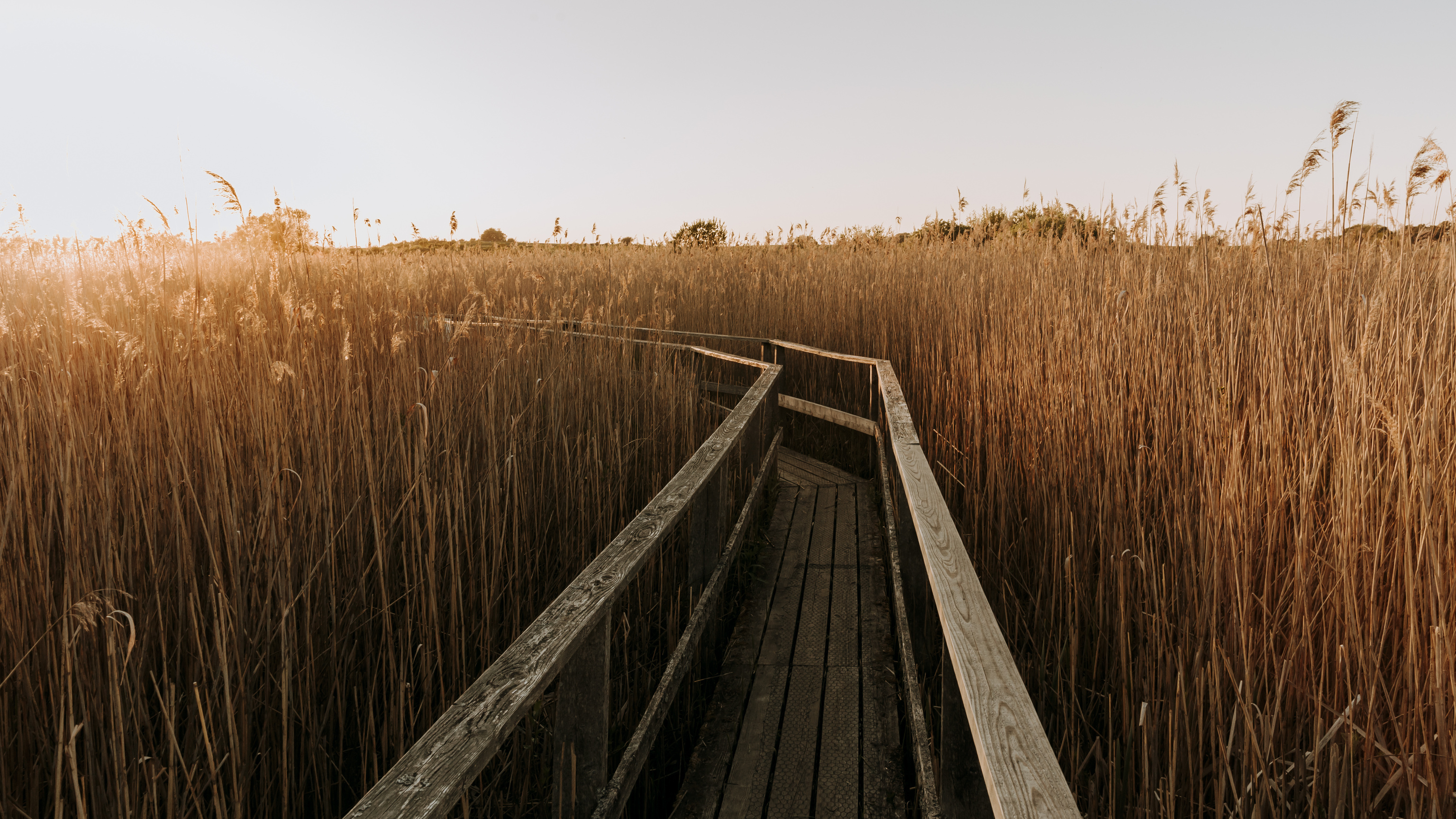 Wooden boardwalk with railings through golden reeds at Gundsømagle Sø in warm sunlight.