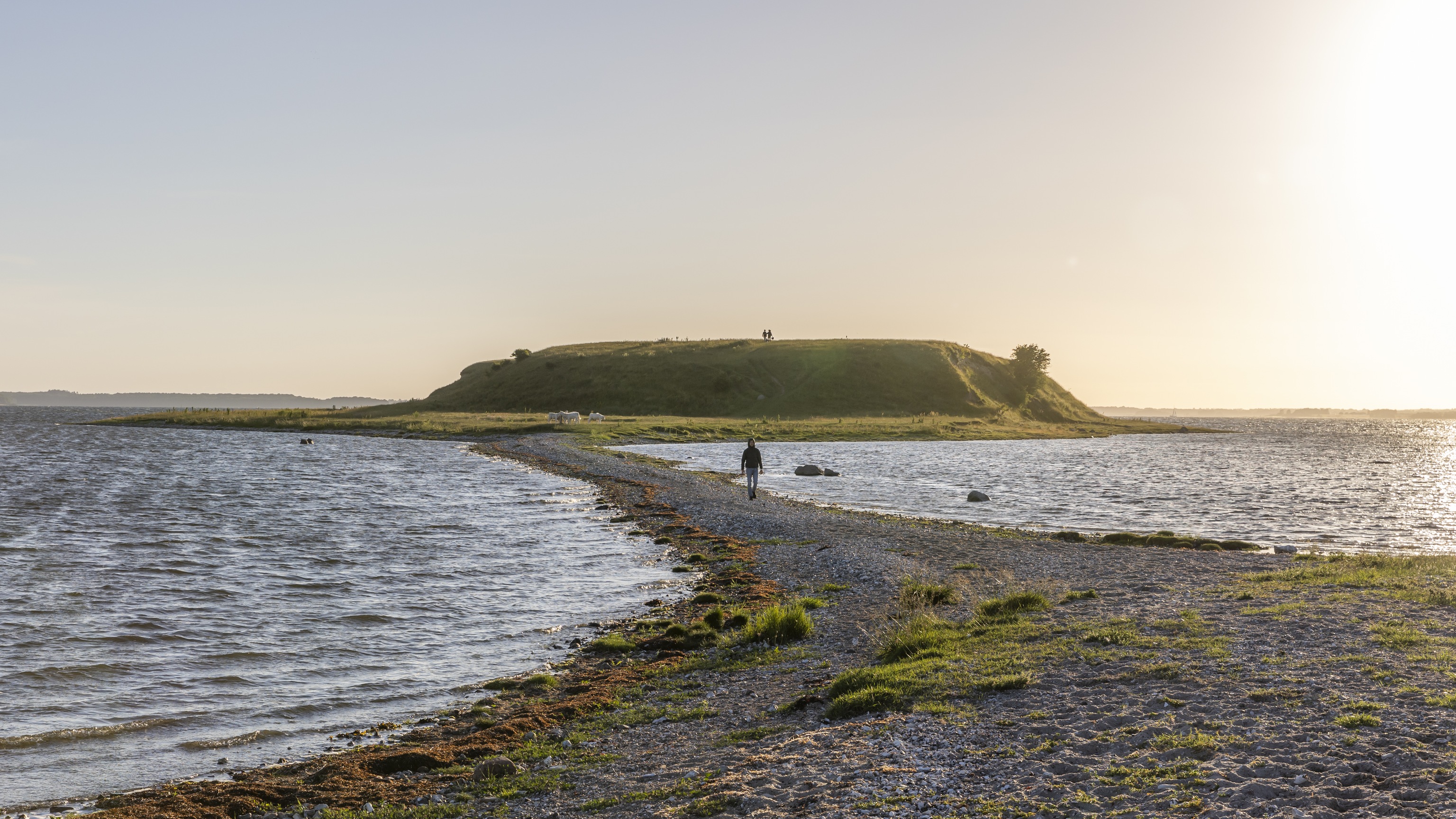 Landtangen til Bolund ved Roskilde Fjord i aftensol med en gående på stien
