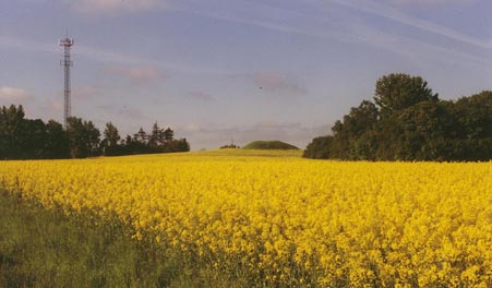 Gelbes Rapsfeld und Bäume in der Landschaft bei Spraglehøj nahe Jyllinge.