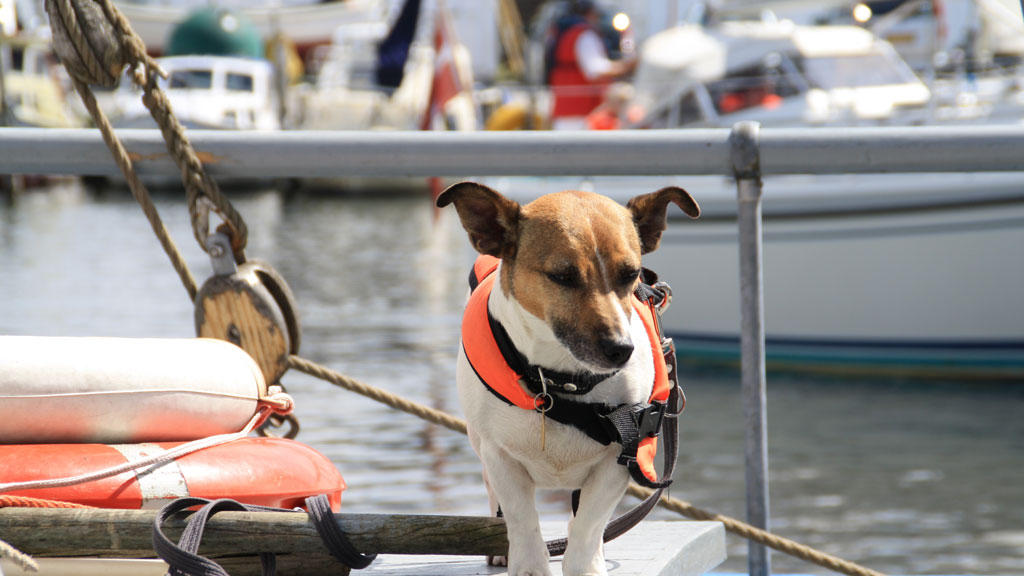 Hund mit Rettungsweste an Bord eines Bootes