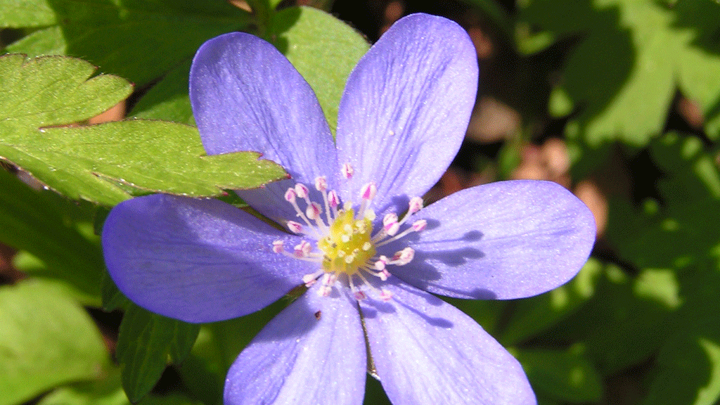 Close-up of a blue anemone in Boserup Forest.