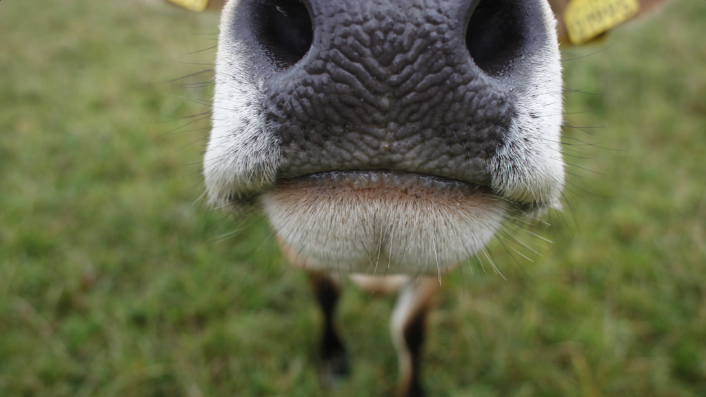 Cow grazing at Svanholm Manor.