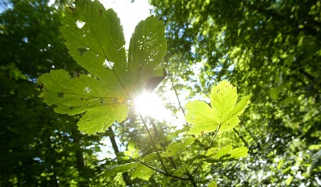 Sonnenlicht durch grüne Blätter in Svanholms Wäldern