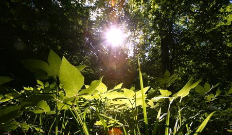 Sonnenlicht zwischen Ästen in Svanholms Wäldern