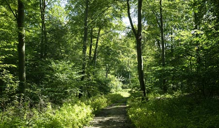 Kiesweg zwischen grünen Bäumen in Svanholms Wäldern