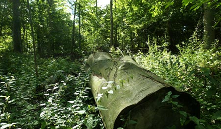 Umgestürzter Baumstamm in Svanholms Wäldern