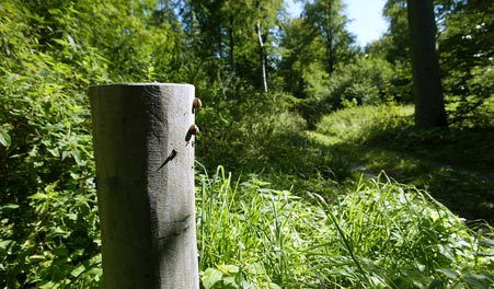Holzpfosten an einem Weg in Svanholms Wäldern