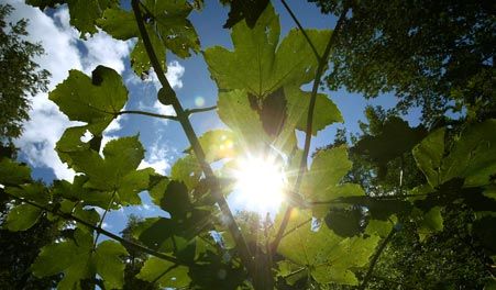Grüne Blätter im Gegenlicht in Svanholms Wäldern