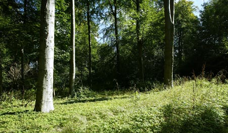 Hohe Baumstämme in Svanholms Wäldern