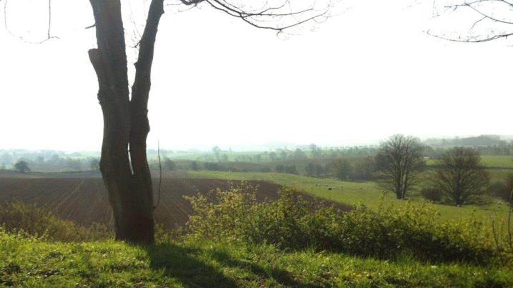 Einzelner Baum an einem offenen Feld bei Svanholm