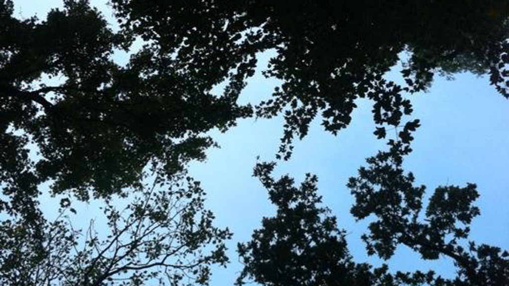 Blätter als Silhouetten vor blauem Himmel bei Svanholm