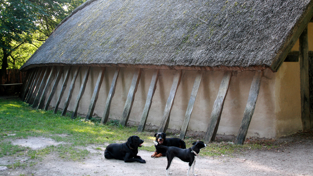 Hunde foran det stråtækte langhus på Frederikssund Vikingeboplads.