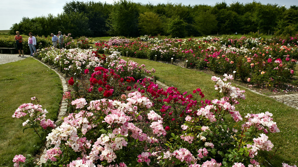 Visitors among rose beds and lawns in Gerlevparken