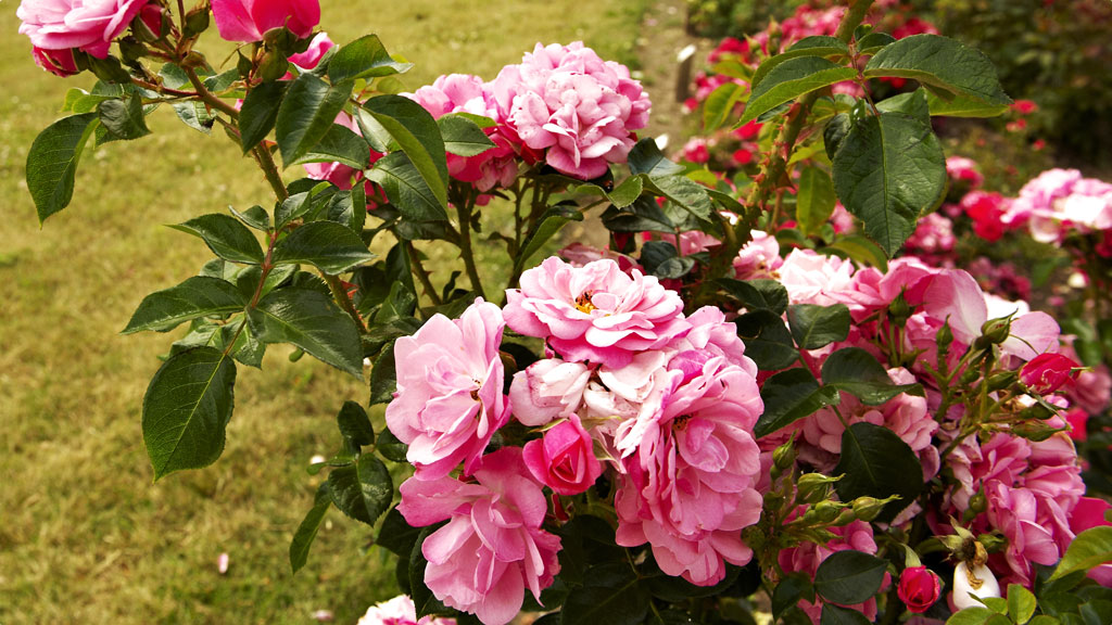 Pink roses in Gerlevparken