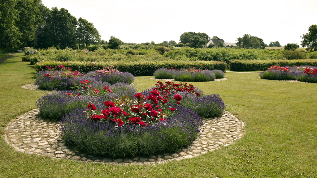 Round beds of roses and purple flowers in Gerlevparken