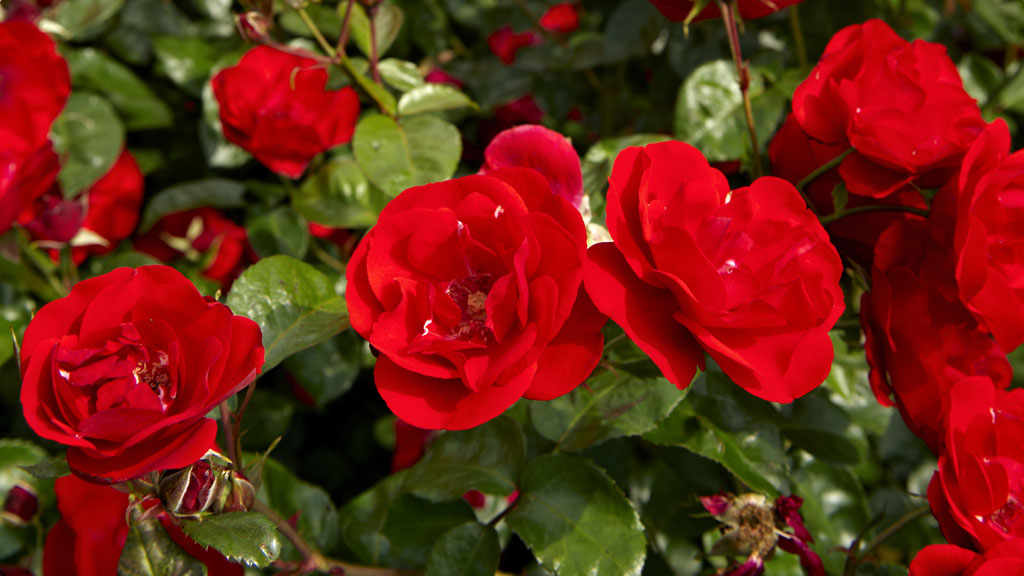 Red roses in Gerlevparken