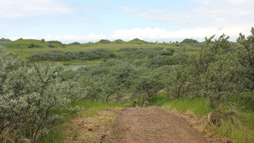 Green hills and paths in Hedeland Nature Park.
