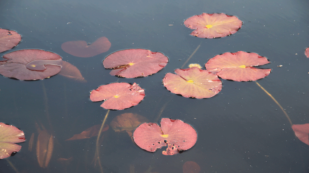 Autumn-coloured leaves on the water at Avnsø