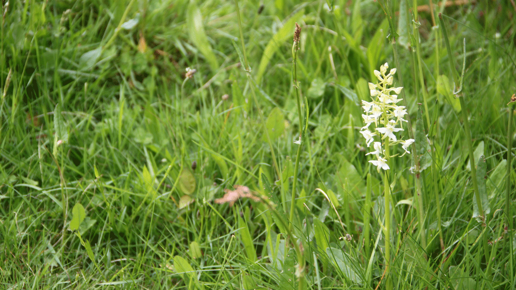 Flowering orchid in the grass at Særløse Overdrev