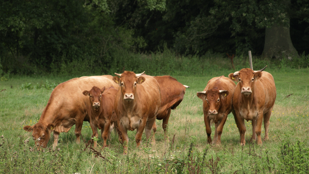 Brown cattle grazing at Særløse Overdrev