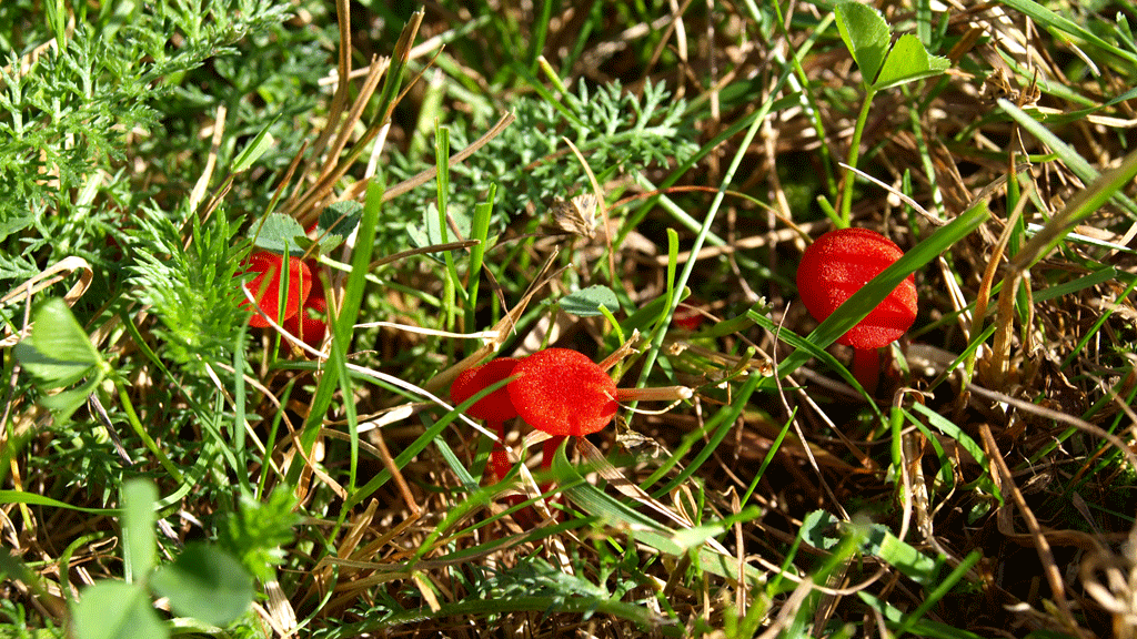 Wild strawberries at Særløse Overdrev
