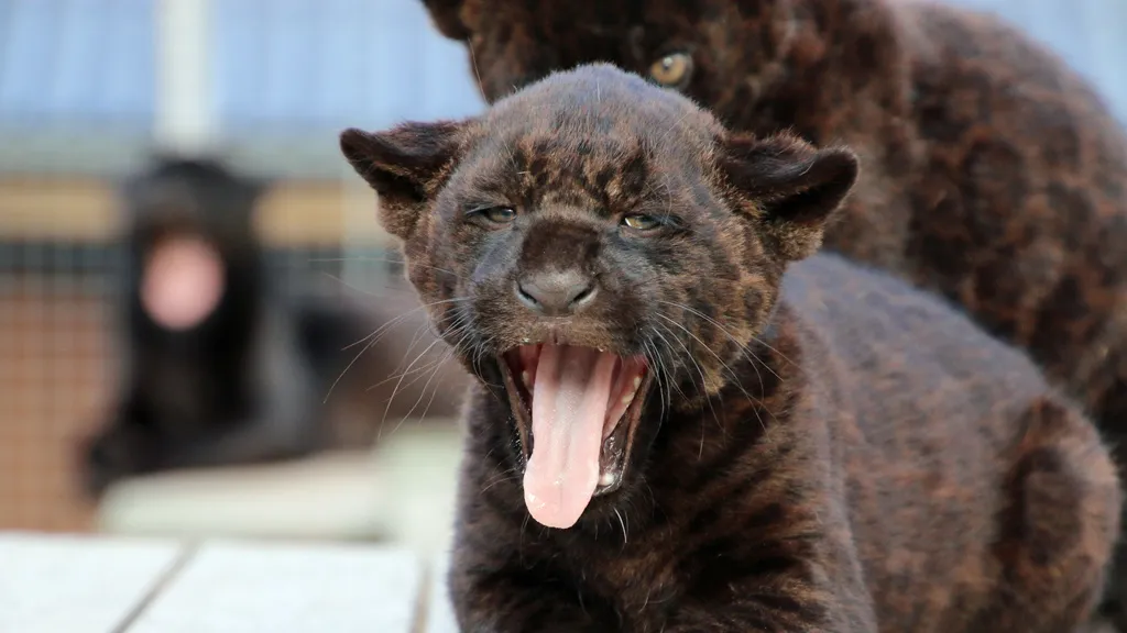 Skærup Zoo - jaguar killing