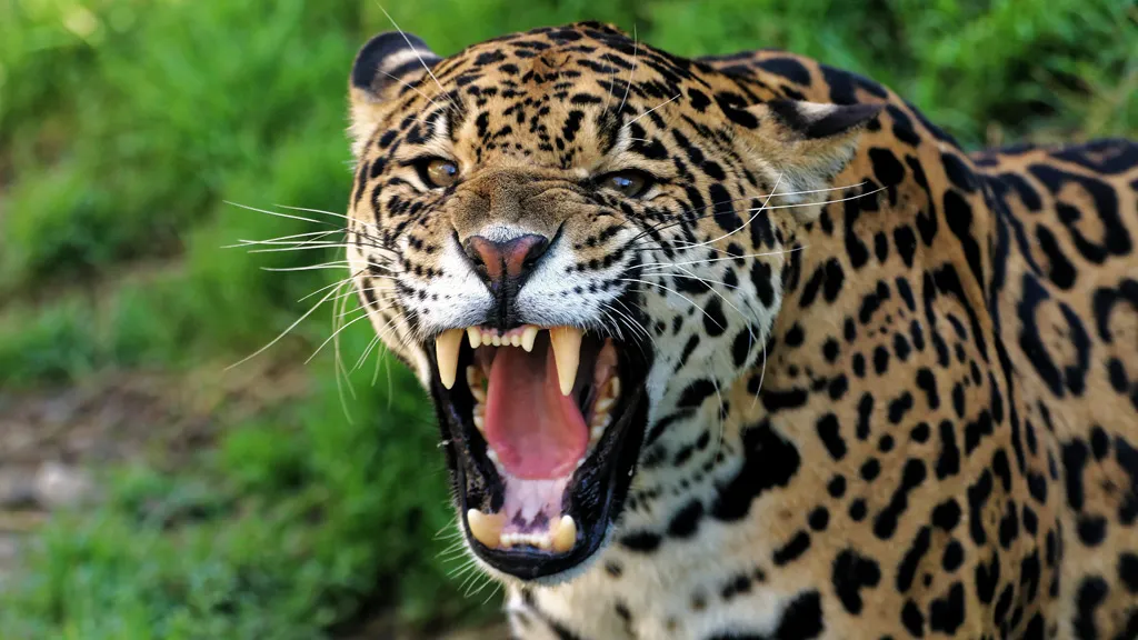Skærup Zoo - jaguar hun