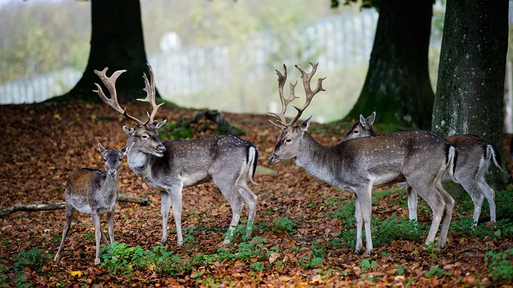 Deer in the Deer Park in Vejle