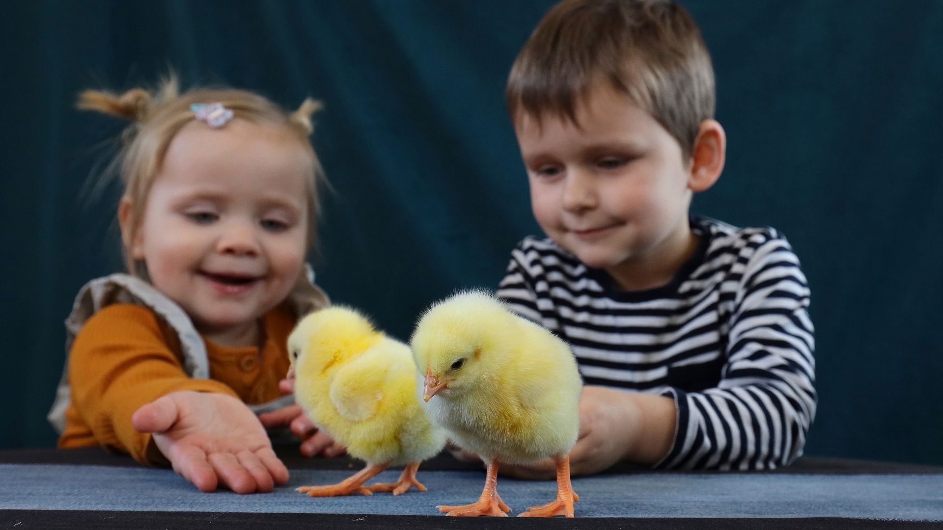 Børn med påskekyllinger