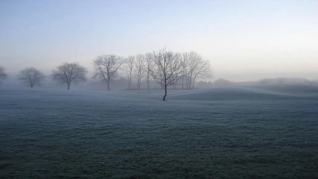 Field with trees covered in white mist.