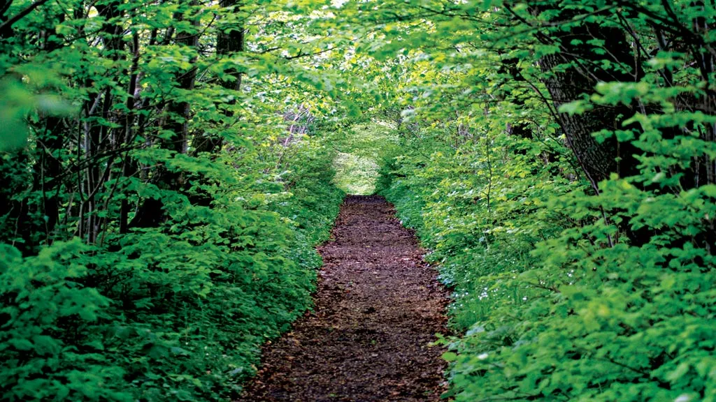 Nature trail surrounded by dense green leaves on newly sprouted trees.