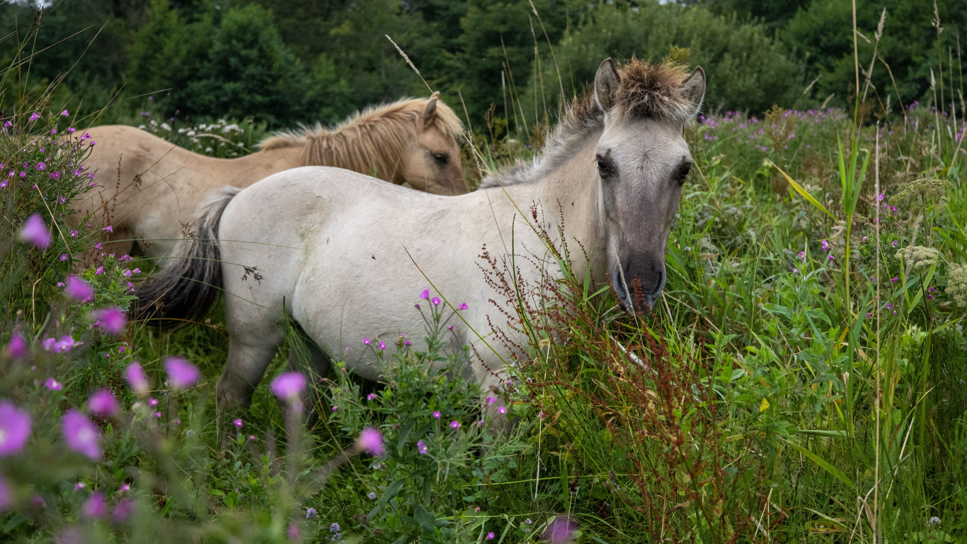 Heste nær Grøn Ringsti i Vejle