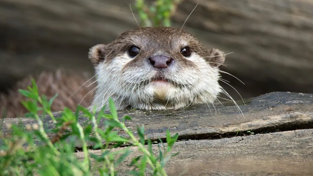 Skærup Zoo - en odder siger hej