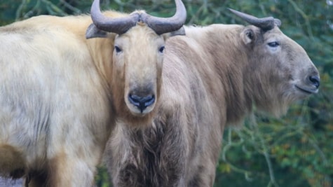 Skærup Zoo - to guldtakiner