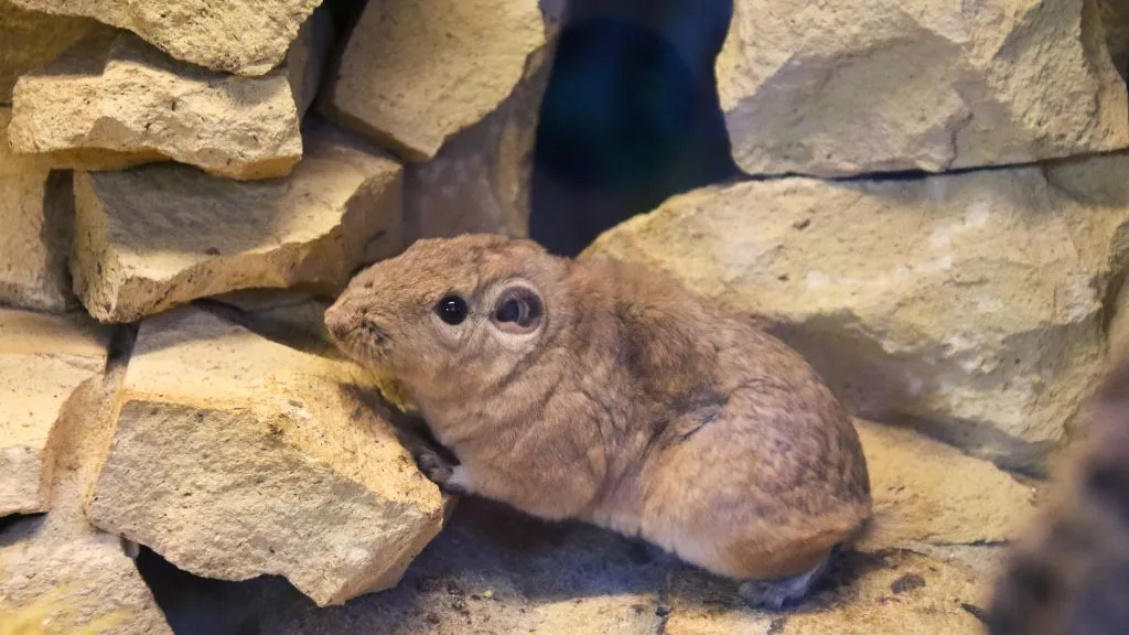 Skærup Zoo - en Gundi - en gnaverart