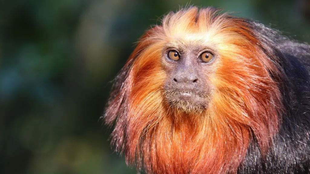 Skærup Zoo - en gyldenhovedet løvetamarin