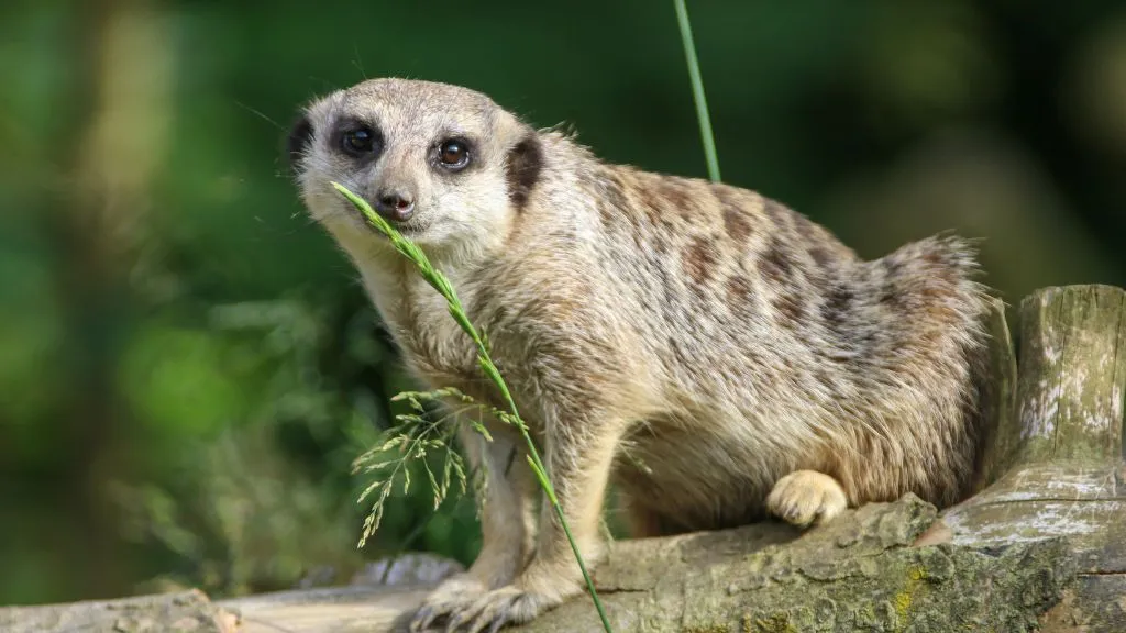 Skærup Zoo - en surikat